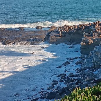 Children's Pool - Beaches Near Me - La Jolla, California Children's Pool - Beaches Near Me - La Jolla, California