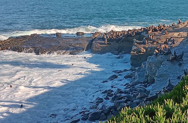 Children's Pool La Jolla by null