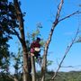 Senica's Tree Service