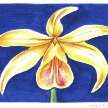 Drawn2Art - Aptos - Adult, Watercolor - Art Classes Near Me - Aptos, California Drawn2Art - Aptos - Adult, Watercolor - Art Classes Near Me - Aptos, California