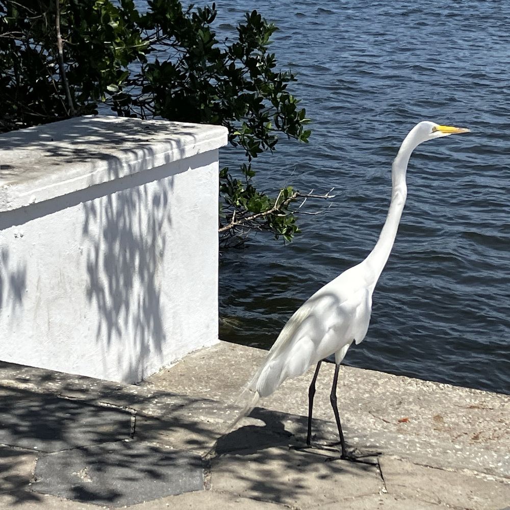 Coffee Pot Bayou - Parks Near Me - St. Petersburg, Florida Coffee Pot Bayou - Parks Near Me - St. Petersburg, Florida
