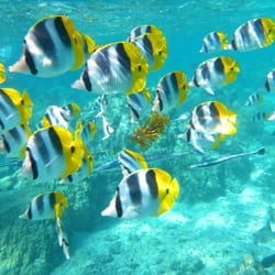 Snorkeling on Kauai