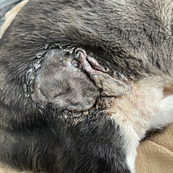 Broadway Pet Hospital - The wound. - Veterinarians Near Me - Long Beach, California
