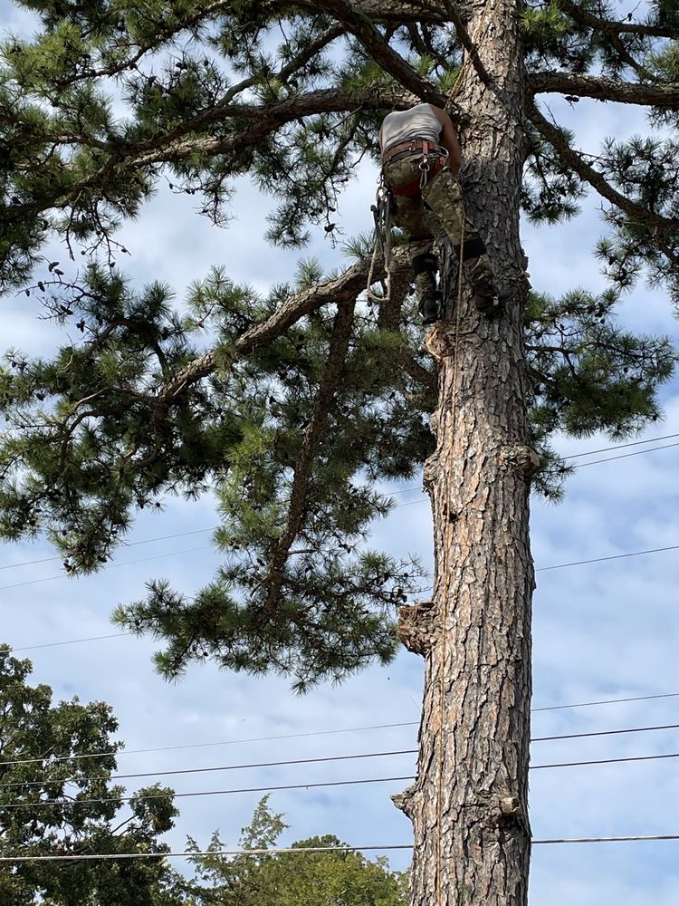 Barton Affordable Tree Service - tree service in Hillsboro, MO