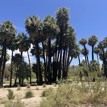 Agua Caliente Park - Lake - Parks Near Me - Tucson, Arizona