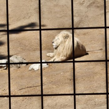 Project Survival's Cat Haven - White Lion - Zoos Near Me - Dunlap, California