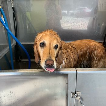 Center Steps - Pet wash - Apartments Near Me - Seattle, Washington
