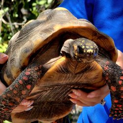 Texas Sealife Center - Tortoise