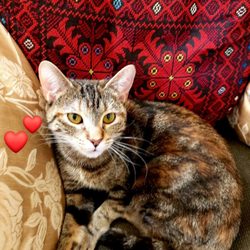 Feline Rescue - This is Xena Rose adopted in September.  At first she cried, growled & hissed. Now she has  2 cat friends & is a snuggler.
