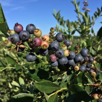 Kelley's Berry Farm - Pick Your Own Farms Near Me - Castalian Springs, Tennessee Kelley's Berry Farm - Pick Your Own Farms Near Me - Castalian Springs, Tennessee