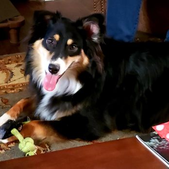 Dognpooch - Pet Training Near Me - San Luis Obispo, California Dognpooch - Pet Training Near Me - San Luis Obispo, California