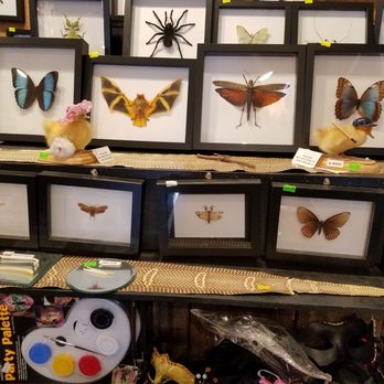 How Bazaar - An interesting assortment of preserved insects - Hobby Shops Near Me - Provincetown, Massachusetts