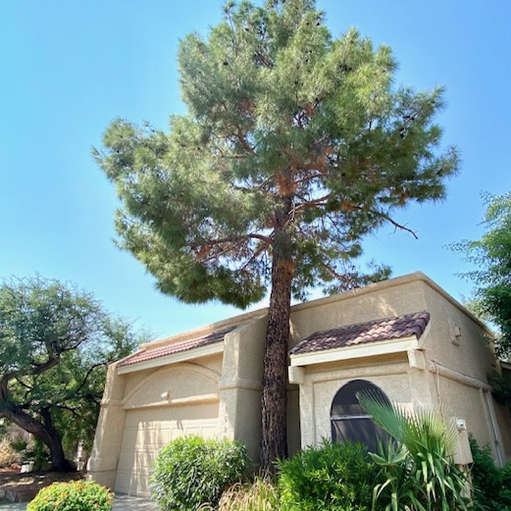 Bassett Tree Service - Tree Services Near Me - Mesa, Arizona Bassett Tree Service - Tree Services Near Me - Mesa, Arizona