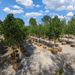 Columbus Trees - Large Mature Trees