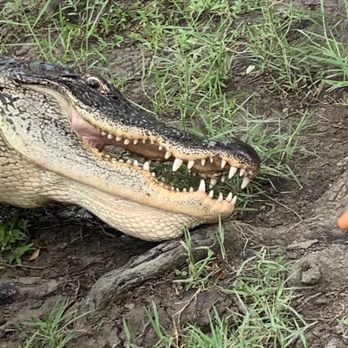Airboat Adventures - Alligator - Boat Tours Near Me - Lafitte, Louisiana Airboat Adventures - Alligator - Boat Tours Near Me - Lafitte, Louisiana