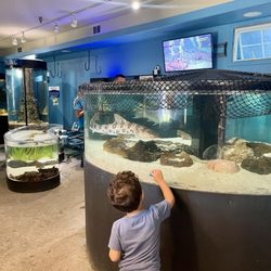 Central Coast Aquarium - Leopard shark