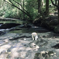 Dicks Creek Falls