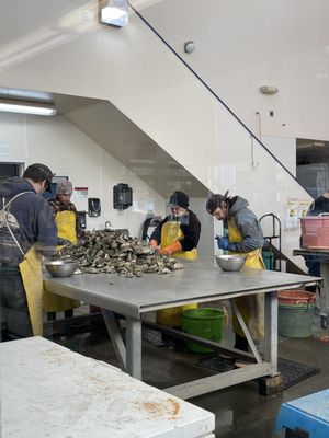 Clausen Oysters by null