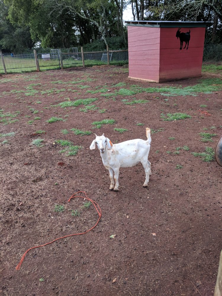 RENEAU GOAT FARM Updated June 2024 8686 Eastaboga Rd, Eastaboga