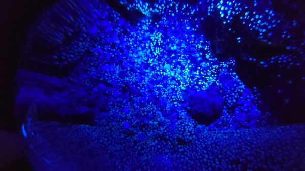 SEA LIFE Konstanz by null