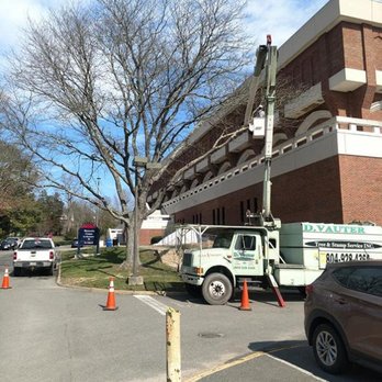 D. Vauter Tree and Stump Service - Tree Services Near Me D. Vauter Tree and Stump Service - Tree Services Near Me