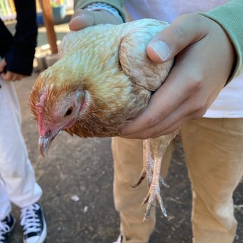 Animal Assisted Happiness - Chickens that you can hold and/or pet - Community Service/Non-Profit Near Me - Sunnyvale, California Animal Assisted Happiness - Chickens that you can hold and/or pet - Community Service/Non-Profit Near Me - Sunnyvale, California