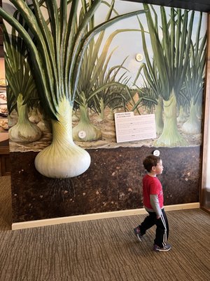 Vidalia Onion Museum by null