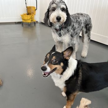 Barx Parx - See I can be nice. Give me a treat! - Pet Training Near Me - Las Vegas, Nevada Barx Parx - See I can be nice. Give me a treat! - Pet Training Near Me - Las Vegas, Nevada