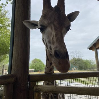 Alabama Safari Park - Giraffe - Zoos Near Me - Hope Hull, Alabama