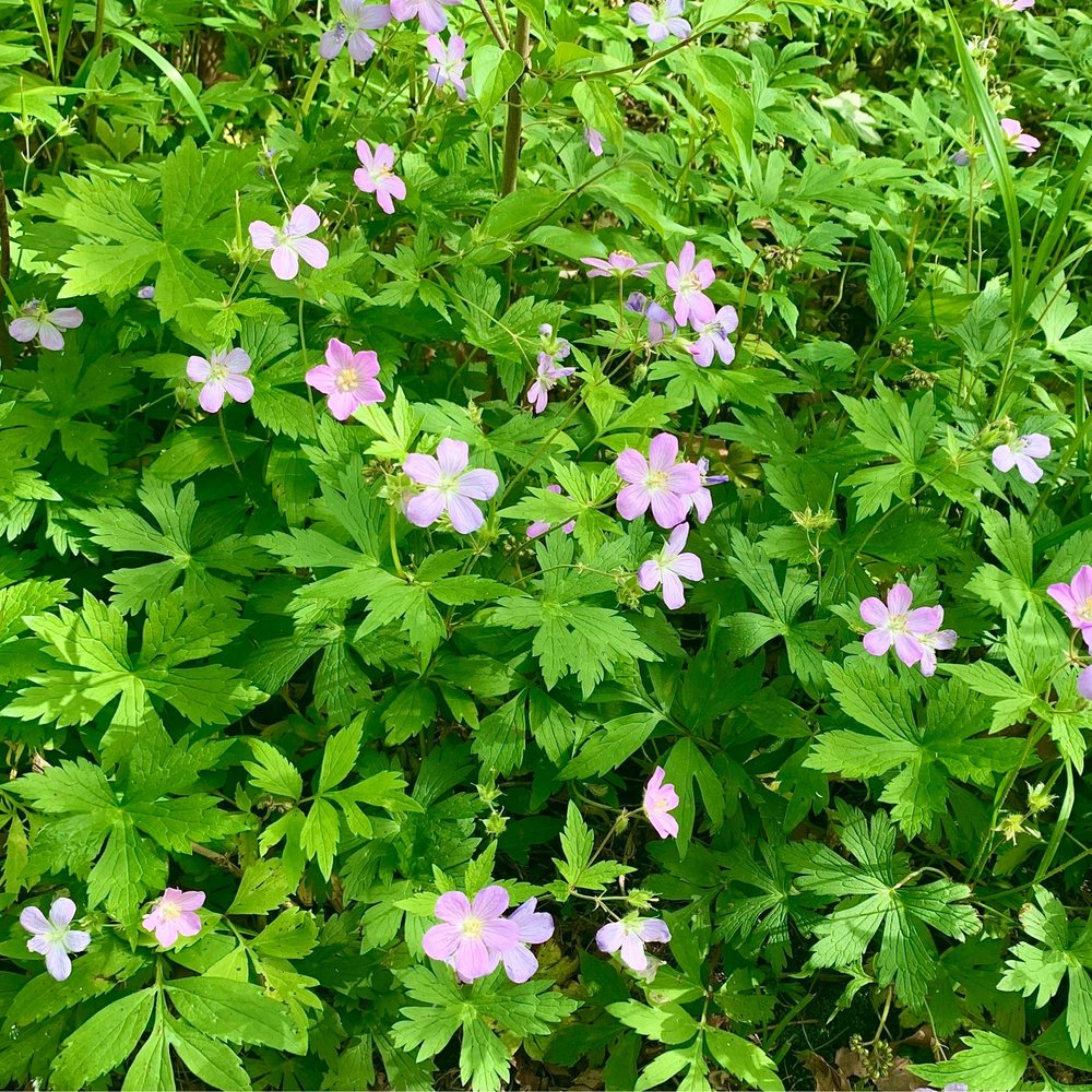 University Park - Wild flowers - Parks Near Me - Greenwood, Indiana University Park - Wild flowers - Parks Near Me - Greenwood, Indiana