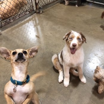 The Crate Escape - Pet Sitting Near Me - Naperville, Illinois