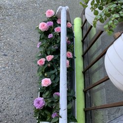 Jam Florist - Unique pink and purple roses bred by the owners for sale