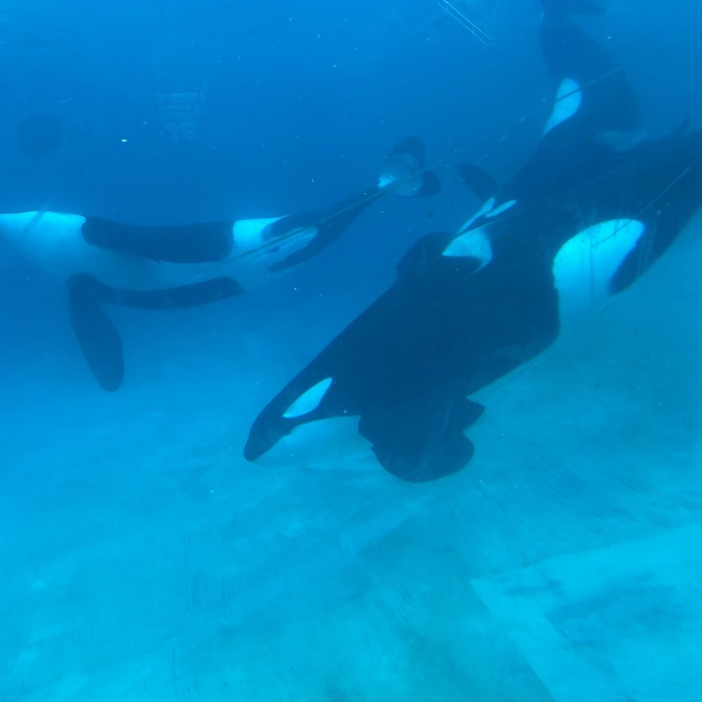 Killer whales with their dorsal fins flopped over. THEIR FINS ARE MEANT TO BE STRAIGHT! Look it up for yourself!!