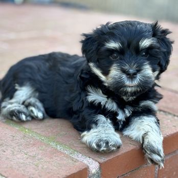 Harris Havanese - Pet Breeders Near Me