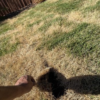 T&H Landscaping - Dead sod despite watering 20m per day for a month. - Landscaping Near Me T&H Landscaping - Dead sod despite watering 20m per day for a month. - Landscaping Near Me