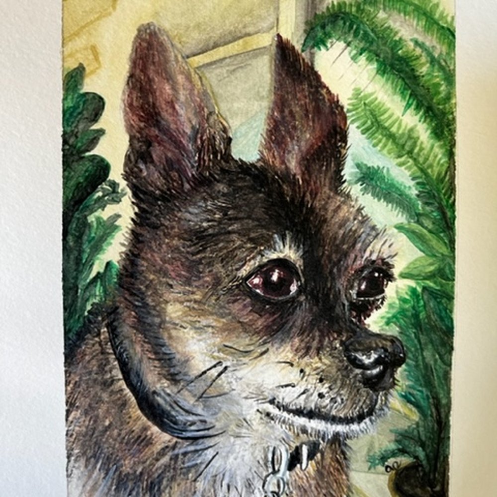 Dr 4 Pets - Veterinarians Near Me Dr 4 Pets - Veterinarians Near Me
