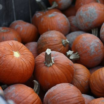Tuttle Orchards - Pumpkins - Fruits & Veggies Near Me - Greenfield, Indiana Tuttle Orchards - Pumpkins - Fruits & Veggies Near Me - Greenfield, Indiana