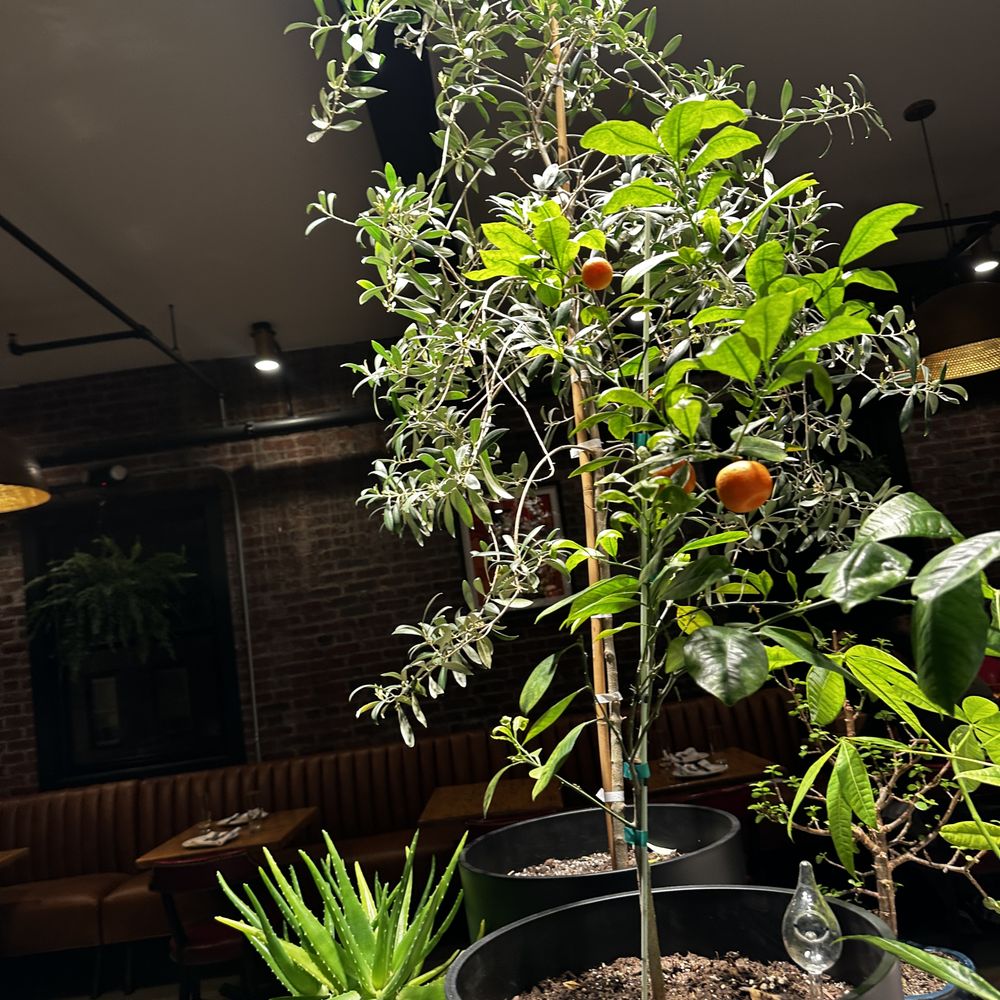 Upstairs plants Upstairs plants