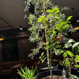 Upstairs plants