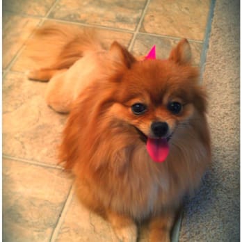 Mr Pet - Zooeys Lion Cut. - Pet Groomers Near Me - Fountain Valley, California