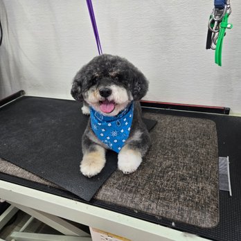 Martha's Mobile Pet Grooming - Pet Groomers Near Me Martha's Mobile Pet Grooming - Pet Groomers Near Me