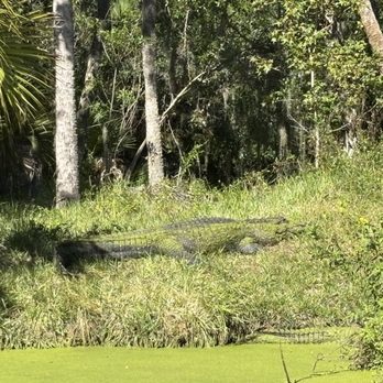 Jungle Adventures - Tours Near Me - Christmas, Florida Jungle Adventures - Tours Near Me - Christmas, Florida