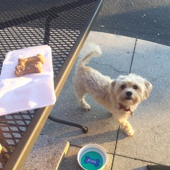 Pho 99 - Very dog friendly outside seating with bowl of water for the dogs provided quickly and two Milkbone biscuits to enjoy :) - Vietnamese Near Me - Sarasota, Florida