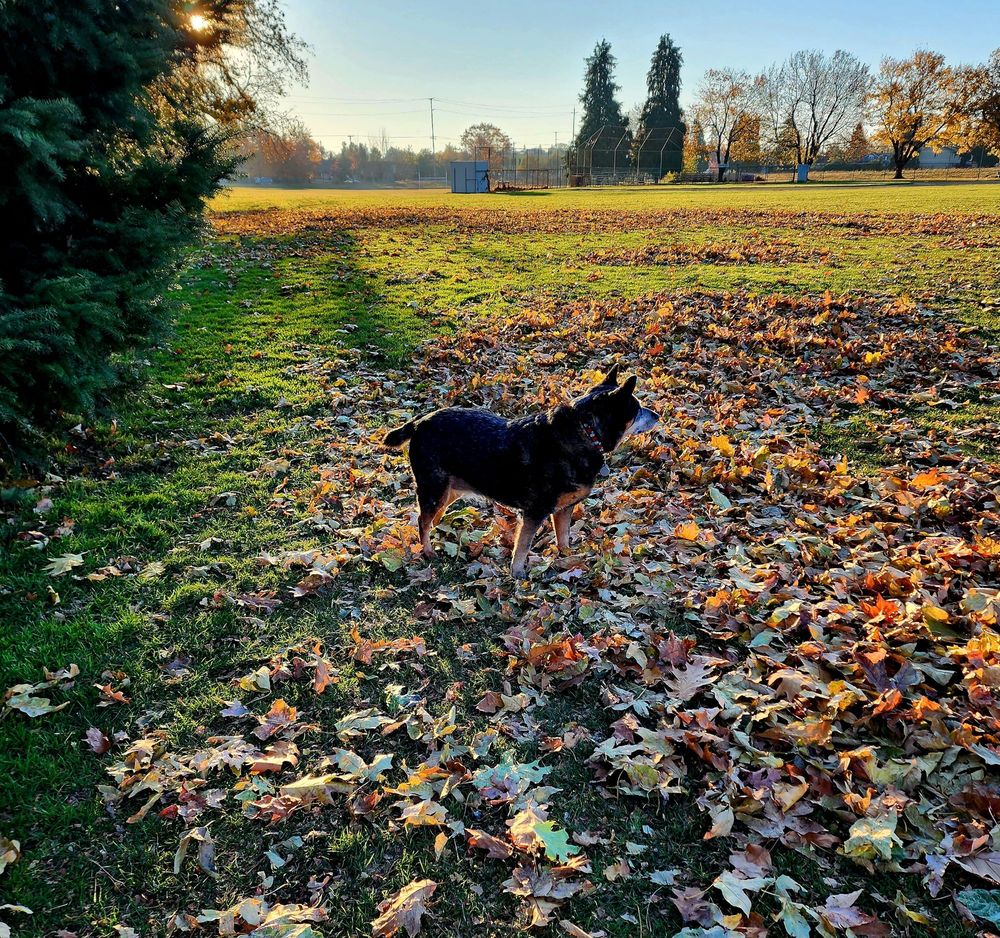 FERNHILL PARK OFF LEASH PARK Updated October 2024 12 Photos 4100