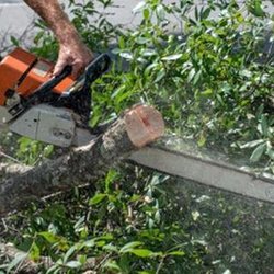 Penn West Tree Service - untitled