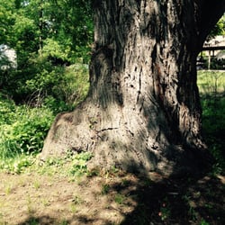 Bowen Park - "all about the bass"...tree base that is...