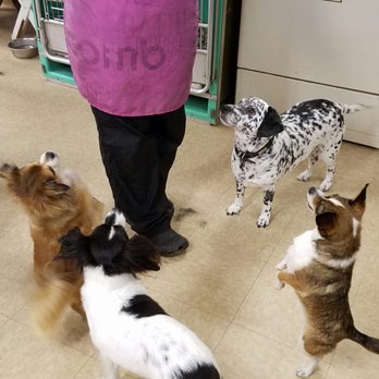 Dog's Best Friend - Groomer worship! - Pet Groomers Near Me - Kennewick, Washington Dog's Best Friend - Groomer worship! - Pet Groomers Near Me - Kennewick, Washington