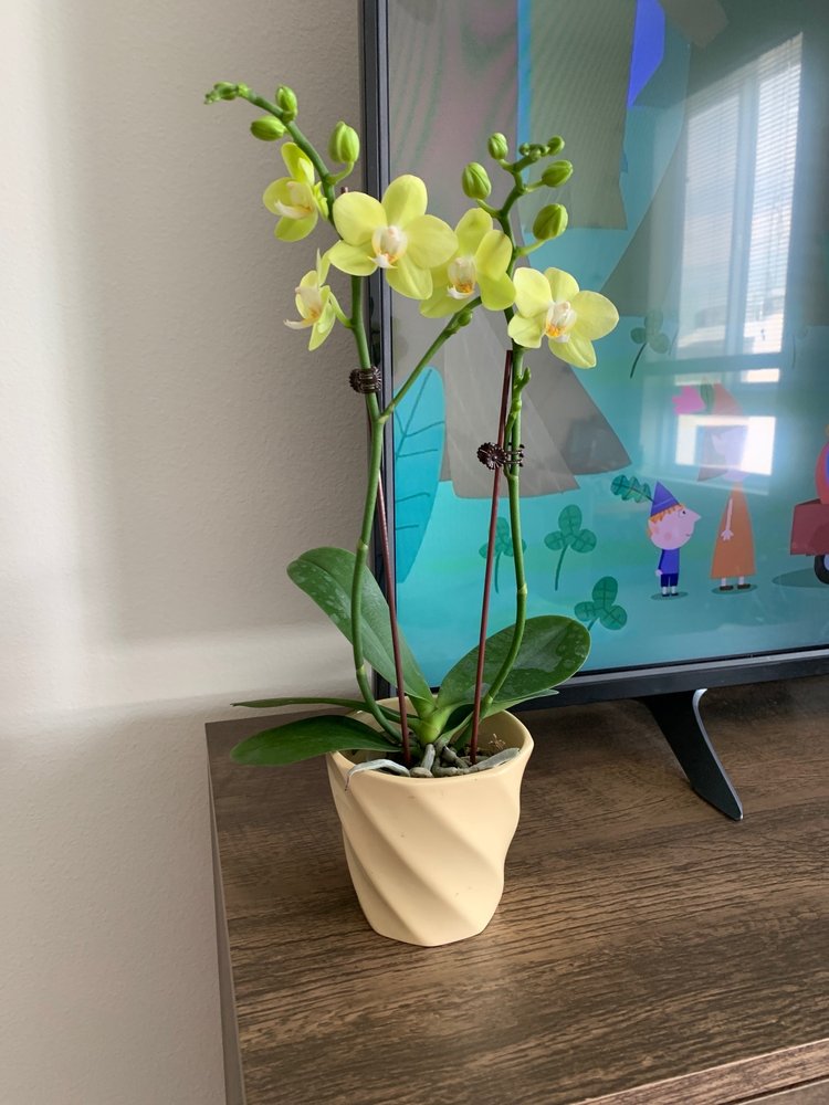 LEE’S ORCHIDS Updated September 2024 57 Photos & 49 Reviews 734 S