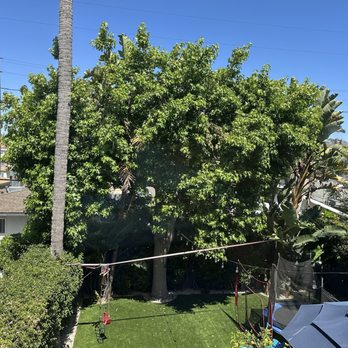 Poly Timber Tree Service - Liquid Amber Tree before trimming - Tree Services Near Me - Pico Rivera, California Poly Timber Tree Service - Liquid Amber Tree before trimming - Tree Services Near Me - Pico Rivera, California