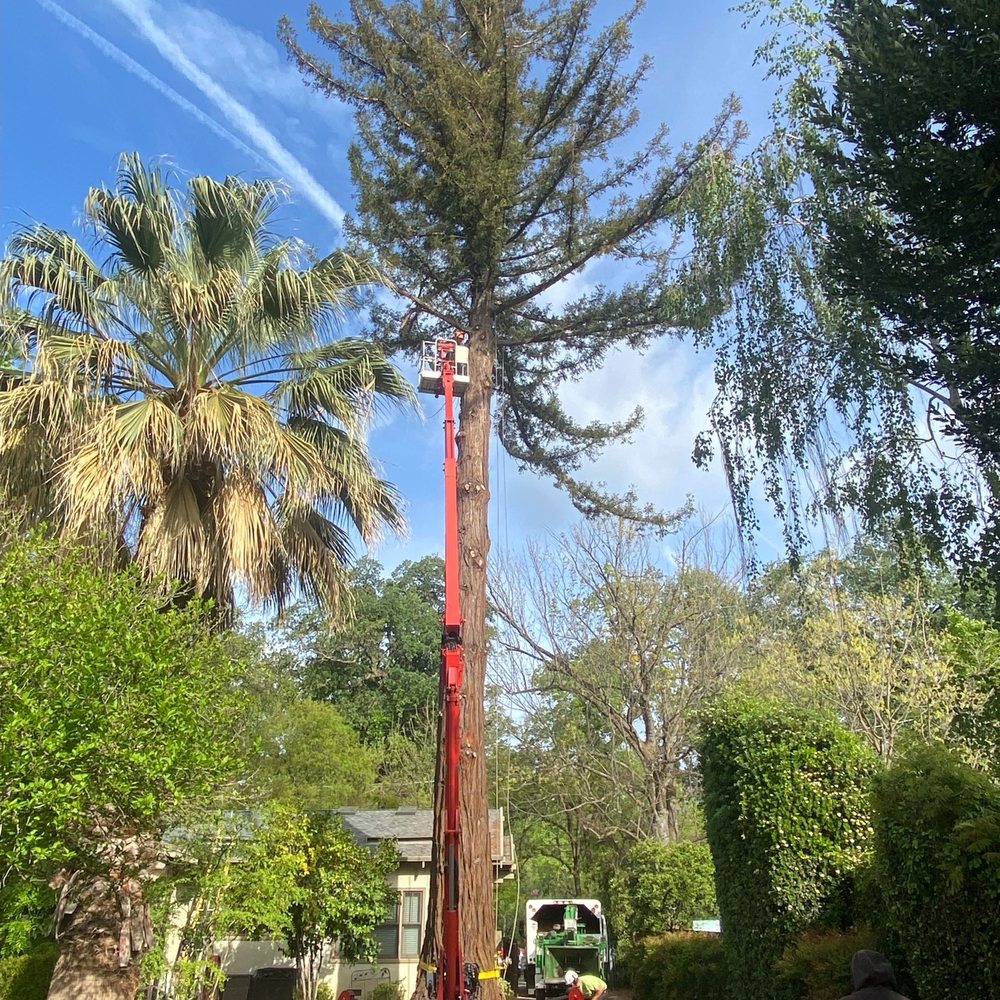 McMillan Tree Services - SpiderLift. - Tree Services Near Me - Chico, California McMillan Tree Services - SpiderLift. - Tree Services Near Me - Chico, California
